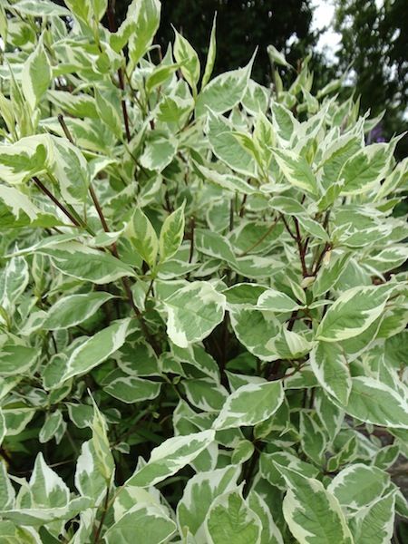 Cornus alba 'Elegantissima' - BambooPlants.ca Cornus Alba Elegantissima, Variegated Red Twig Dogwood, Cornus Sericea, Cornus Sanguinea, White Flowering Shrubs, Cornus Alba, Cornus Mas, Bridal Florals, Red Twig Dogwood