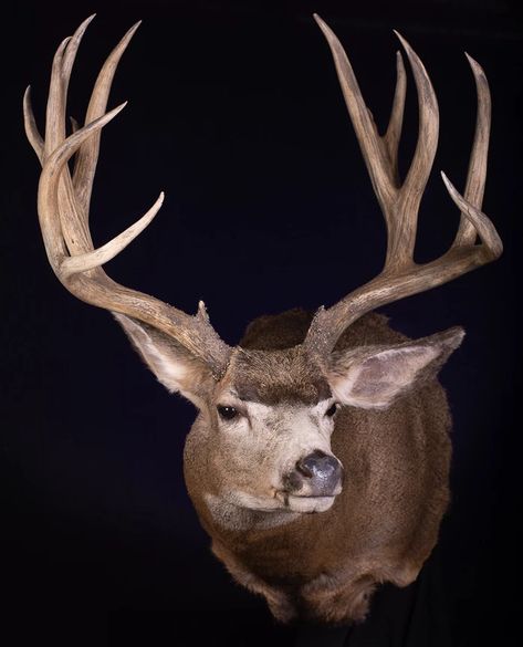 Mule Deer Full Sneak | NORTH AMERICA - SHOULDER MOUNT Mule Deer Mounts, Turkey Tail Mount, Full Turkey Mount, Shoulder Mount Deer, Mule Deer Mounts Taxidermy, Deer Shoulder Mount, Full Body Turkey Mounts Taxidermy, Soft Mount Taxidermy, Deer Mounts