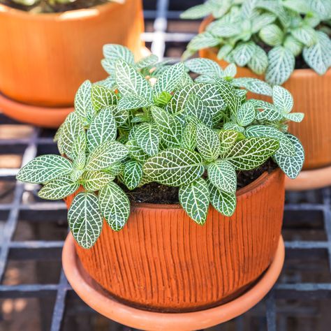 Fittonia White Easy Houseplants, Types Of Houseplants, Japanese Plants, Easy House Plants, Ferns Garden, White Flower Farm, Flower Pot Design, Chinese Money Plant, Best Indoor Plants