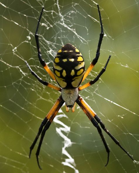 Black and yellow garden spider, Argiope aurantia, Alligator River National Wildlife Refuge Black Olive Spiders, Banana Garden, Argiope Spider, Black And Yellow Garden Spider, Black Jumping Spider, Yellow Garden Spider, Yellow Spider, Homestead Diy, Jumping Spider Species