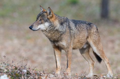 Italian Wolf - License, download or print for £23.01 | Photos | Picfair Italian Wolf, Italy Images, Wolf Photos, Sales Image, Animals Friendship, Print Advertising, Wildlife Animals, Buy Prints, Us Images