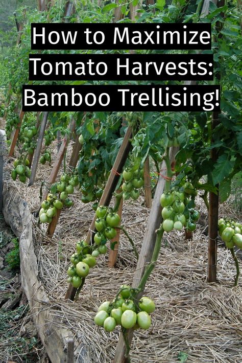 Bamboo poles will last for a number of years before they become too brittle to use as a trellis for your tomatoes anymore, and they don't take up a lot of space to store in a pile or leaning against a shed in the winter. With some bamboo and biodegradable twine you should have everything you need for strong and tall tomato trellises that cost you virtually nothing and will return fertility to the soil when they are no longer in use.

Click to watch our How-to video!

https://youtu.be/lvEXwlbifhA Bamboo Tomato Trellis, Staking Tomatoes, Tomato Stakes, Tomato Trellis, Bamboo Trellis, Gardening Inspiration, Bamboo Poles, Tomato Plants, Veggie Garden