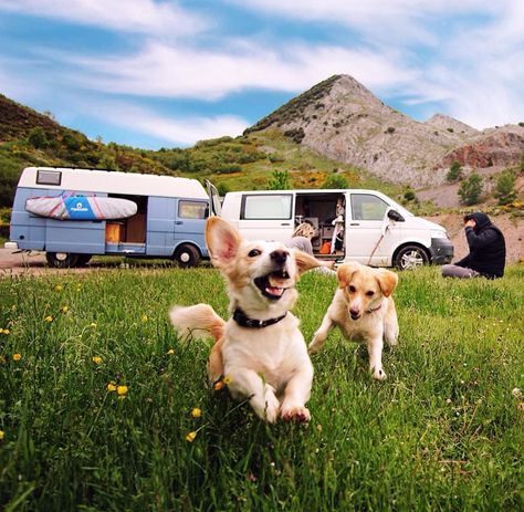 Tips and tricks for #vanlife with a dog. What to pack, advice on controlling the temperature, how to find a pet sitter. Great blog read for anyone building a diy campervan conversion or RV! Van Life Dog, Mini Rv, Vanlife Travel, House Van, Diy Campervan, Campervan Conversion, Pet Paradise, Dog Area, Camper Van Conversion Diy