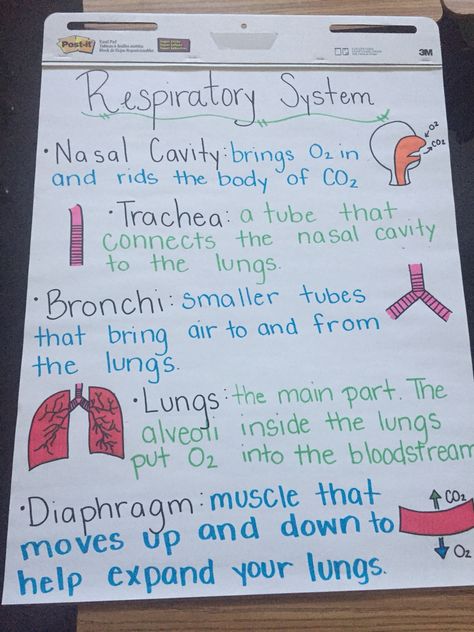 Respiratory Anchor Chart Respiratory System Projects Poster, The Respiratory System Notes, Body Systems Anchor Chart, Respiratory System Anatomy Notes, Human Respiratory System Notes, Respritory System, Respiratory System Notes, Respiratory System Poster, Respiratory Physiology