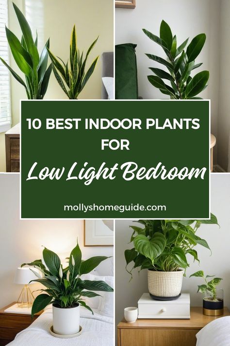 Discover the best indoor plants for low light spaces, such as bedrooms and bathrooms with no windows. These low light houseplants are not only easy to care for but also perfect for decorating your indoor spaces. Enjoy the beauty of these pet-friendly and cat safe indoor plants while adding a touch of green to your home decor. Find peace of mind with these low maintenance indoor plants that thrive in dark corners, making them ideal choices for bedrooms or any room with limited sunlight. Plants For Low Light Indoors, Indoor Plant Lighting Ideas, Bedroom Plants Low Light, Best Indoor Plants For Low Light, Low Light Bedroom, Plant For Bathroom With No Windows, Bathrooms With No Windows, Low Light Plants Indoor, Indoor Plants For Low Light