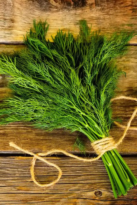 How To Grow Dill, Best Herbs To Grow, Vegetable Bin, Growing Herbs Indoors, Types Of Herbs, Drying Dill, Herbs Indoors, Aromatic Herbs, Dehydrator Recipes