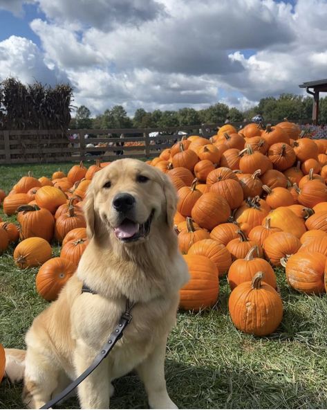 Fall Dog Photos, Golden Retriever Fall, Autumn Dogs, Fall Dogs, Halloween Preppy, Preppy Halloween, Fall Animals, Movie Night Decorations, Autumn Phone Wallpaper