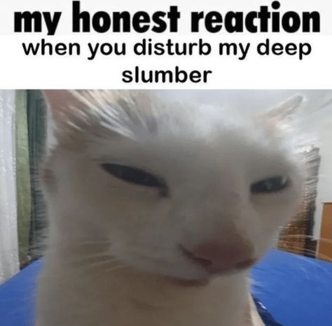 My Honest Reaction, Honest Reaction, Silly Cats Pictures, Silly Images, Silly Animals, Funny Cat Memes, Nalu, Funny Cute Cats, Silly Cats