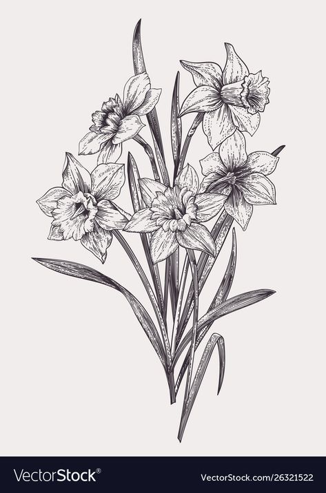 Bouquet Of Daffodils Drawing, Daffodil Pencil Drawing, Daphodil Drawing, Bouquet Of Daffodils Tattoo, Daffodil Bouquet Drawing, Daffodil Botanical Illustration, Draw Bouquet Of Flowers, Dafodill Flowers Drawing, Daffodil Bouquet Tattoo