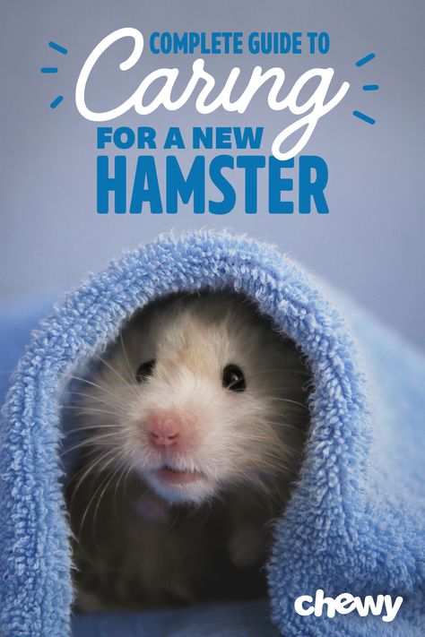 Hamster Care Checklist, Hamster Care Guide, How To Take Care Of A Hamster, Hamster Tips, Hamster Pictures, Hamster Diet, Shelby Lynn, Hamsters As Pets, Hamster Life