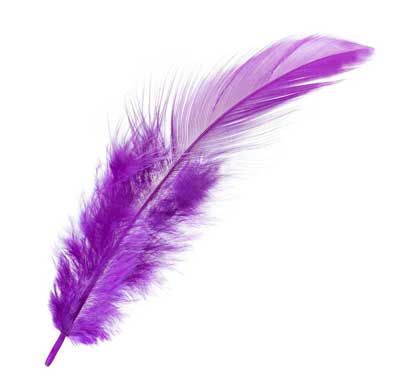 Purple Feather Meaning, White Feather Meaning, Feather Color Meaning, Finding Feathers, Purple Items, Feather Signs, Feather Symbolism, Feather Meaning, Purple Feathers