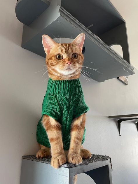 Cat Knitted Sweater, Knit Sweater For Cat, Knitting Cat Sweater, Cats In Jumpers, Cat Clothes Aesthetic, Cats With Sweaters, Diy Cat Sweater, Cats In Outfits, Cat Crochet Sweater