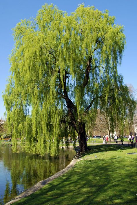 https://flic.kr/p/7XxSd5 | Weeping Willow Wipping Willow Trees, Weeping Willow Aesthetic, Willow Tree Landscaping, Weeping Willow Tree Landscape, Weeping Willow Tree Aesthetic, Willow Tree Photography, Old Willow Tree, Weeping Trees, Willow Trees