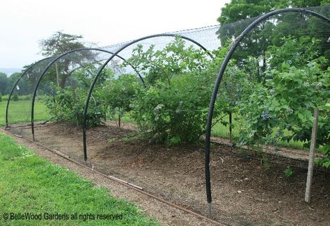 BelleWood-Gardens - Diary Blueberry bird protection Raspberry Growing, Tyre Garden, Blueberry Garden, Fruit Cages, Growing Berries, Blueberry Gardening, Fruit Growing, Fruit Cage, Berry Garden