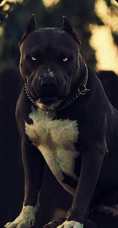 Pitbull Dog Wallpaper, Pitbulls Wallpaper, Pitbull Dog Pictures, Pitbull Wallpaper, Pitbull Images, Boy Dog Clothes, Rottweiler Dog Breed, White Pitbull, Pitbull Dog Breed