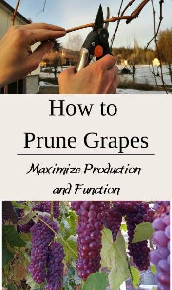 Grape Vine Training, How To Prune Concord Grape Vines, Pruning Grapes Vines, Growing Muscadine Grapes, How To Care For Grape Vines, When To Prune Grape Vines, How To Prune Grape Vines, Fruit Guild, Pruning Grapevines