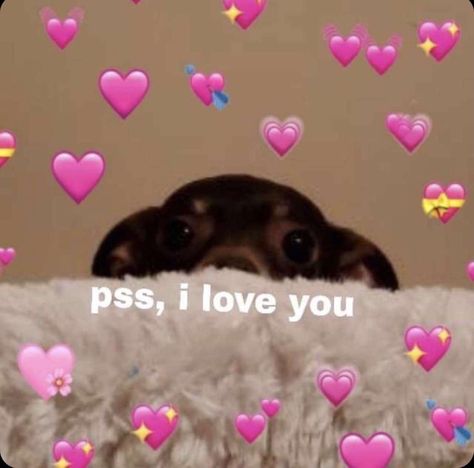 Wholesome Pictures, Memes Love, What Do You Meme, Cute Animal Memes, Cute Love Memes, New Followers, Cute Messages, Reaction Pics, Sweet Messages