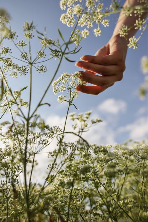 Herb Aesthetic, Propagation Methods, Herb Photography, Rose Garden Landscape, Kitchen Gardening, Gardening Photography, Hunting Tips, Field Of Dreams, Plant Photography