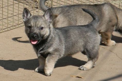 Swedish Vallhund Wolf Corgi, Maltese Breed, Swedish Vallhund, Unique Dog Breeds, Rare Dog Breeds, Rare Dogs, Tibetan Mastiff, Catahoula Leopard Dog, Bear Dog