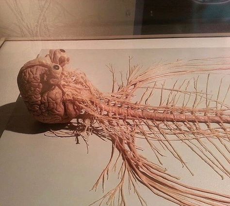 Gunther Von Hagens, Brain Nerves, Human Nervous System, Sistem Saraf, Spinal Column, Medical Videos, Biology Facts, Medical Illustration, Med School