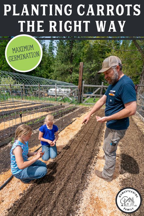 Planting Carrots, Navidad Aesthetic, Plant Carrots, Grow Carrots, How To Plant Carrots, Growing Carrots, How To Make Compost, Vegetable Garden Diy, Carrot Seeds