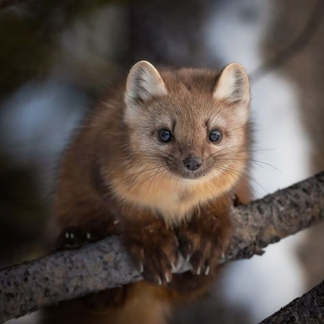 An American Pine Marten right before he leaps out of frame to another tree here in Yellowstone National Park. #marten #martens #pinemarten… | Instagram Pine Martin Animal, Pine Marten Aesthetic, American Pine Marten, European Pine Marten, Minx Animal, Martens Animal, Marten Animal, Underrated Animals, Madison Animal