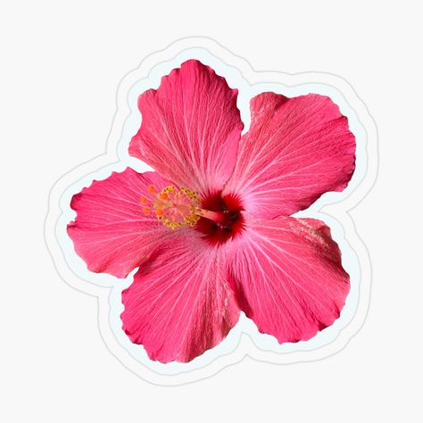 Get my art printed on awesome products. Support me at Redbubble #RBandME: https://www.redbubble.com/i/sticker/Hibiscus-Flower-by-vanessaxox3/154208473.O9UDB?asc=u Aesthetic Summer Stickers, Flower Stickers Aesthetic Printable, Flowers Stickers Aesthetic, Flowers Stickers Printable, Hibiscus Flower Sticker, Pink Hibiscus Flower, Mobile Stickers, Flowers Stickers, Kindle Stickers