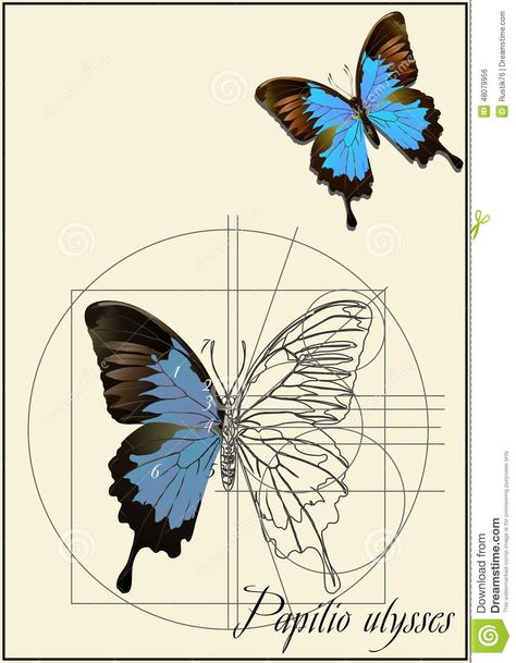 A Schematic Drawing Of A Butterfly. - Download From Over 40 Million High Quality Stock Photos, Images, Vectors. Sign up for FREE today. Image: 48079956 Outline Of A Butterfly, Drawing Of A Butterfly, Illustration Of Animals, Zine Ideas, Schematic Drawing, Butterfly Outline, Geometry In Nature, Butterfly Stencil, Art Zine