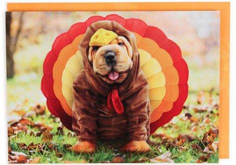 A Dog in Turkey Costume  - thanksgiving card with dogs Turkey Costume, Happy Thanksgiving Images, Turkey Dogs, Dog Thanksgiving, Thanksgiving Pictures, Happy Turkey Day, Thanksgiving Images, Shar Pei, Dog Costumes