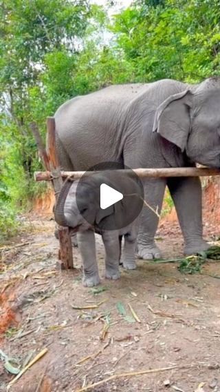 Funny Elephant Videos, Baby Elephant Video, Baby Elephants Playing, Elephant Gif, Funny Elephant, Beautiful Wildlife, Elephant Sanctuary, Elephant Love, Elephant Family