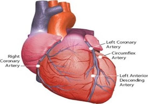 Skin-Cell Technique, Heart Muscles, future technology, innovation, medical, Rambam Medical Center, Technion-Israel Institute of Technology Enlarged Heart, Heart Journal, Heart Palpitations, Heart Healthy Diet, Heart Muscle, Healing Heart, Heart Problems, Alternative Health, Alternative Medicine