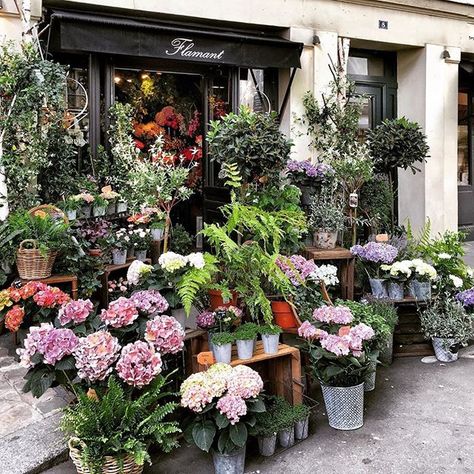 Dream Flower, Flower Shop Design, Mood Happy, Flower Shops, Diy Projects For Beginners, Flower Meanings, Big Plants, Nothing But Flowers, My Mood