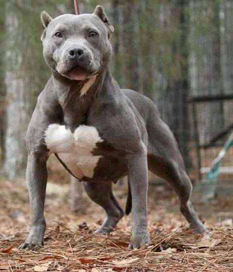 Buff man Maya Mia, Pit Bull Puppies, Giant Dog Breeds, Dog Insurance, White Chest, Popular Dog Breeds, Bully Dog, Aggressive Dog, Pretty Dogs