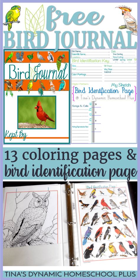 Bird Homeschool Unit, Zoology Project Ideas High School, Birds Unit Study, Nature Journal Pages, Science Journal Ideas, Bird Egg Identification, Bird Watching Journal, Bird Journal, Birds For Kids