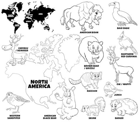 Animals Of North America Printables, North America Animals, Europe Animals, Animals Of North America, North American Beaver, Animal Activities For Kids, North American Animals, Coloring Worksheet, Animals Coloring Pages