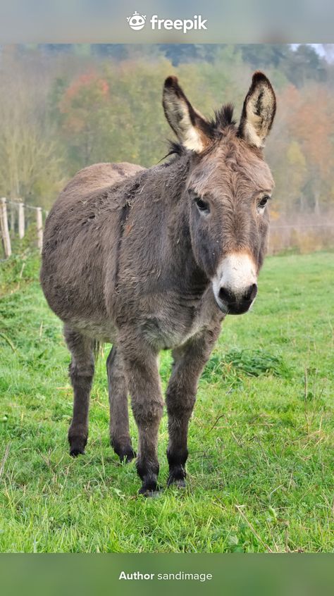 Un bonito burro Foto Premium | Premium Photo #Freepik #photo #animal #lindo #caballo #burro Bergamo, Burritos, Premium Photo, Goats, Google Chat, Blog Post, Cow, Animals