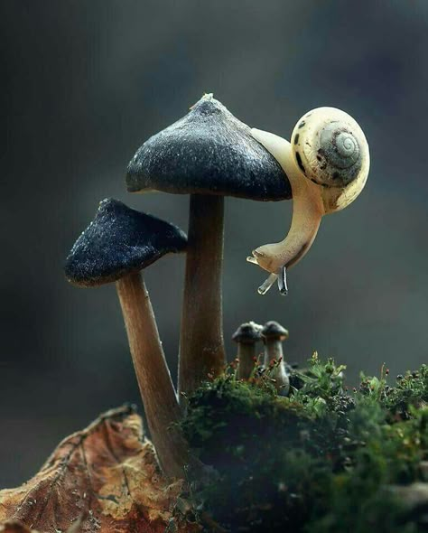 Did you see that?  I think that was a Fairy that just flew under this mushroom!!!  Lightbeingmessages.com Aesthetic Mushroom Wallpaper, Aesthetic Mushroom, Seni Pastel, Mushroom Wallpaper, Mushroom Pictures, Mushroom Art, Alam Semula Jadi, Nature Aesthetic, Animal Photo