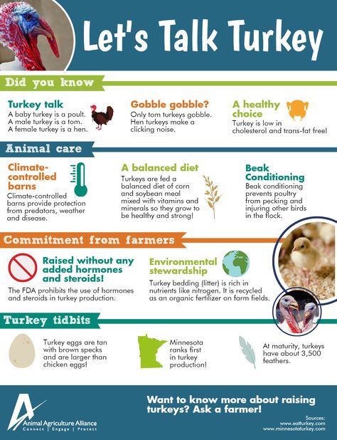 11 Facts about Turkeys! Turkey Farming Ideas, Turkey Symbolism, Turkey Farming, Female Turkey, Turkey Pics, Turkey Facts, Farm Marketing, Farm Facts, Raising Turkeys