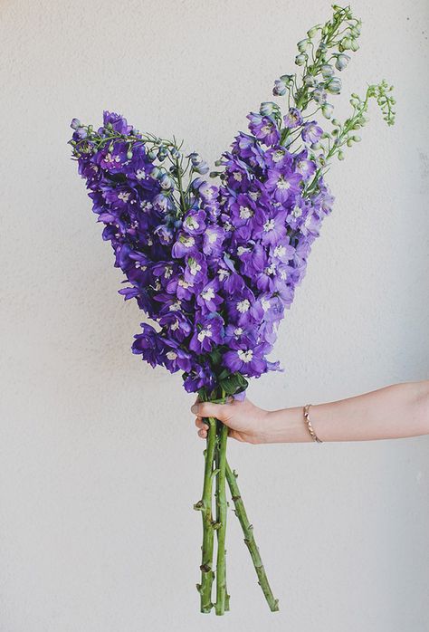 Delphinium Delphinium Bouquet, Purple Delphinium, Pieris Japonica, Delphinium Flowers, Flower Guide, Church Flowers, Diy Wedding Flowers, Seasonal Flowers, Wedding Flower Arrangements