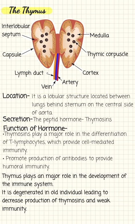 #notes #biology Chemical Control And Coordination Notes, Chemical Coordination And Integration Notes, Chemical Coordination And Integration, Endocrine System Notes, Medical School Notes, Zoology Notes, Notes Biology, Thymus Gland, Med School Study