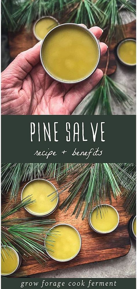 Discover how to make your own Pine Needle Salve, a gem in our Pine Needle Recipes & Wild Food Foraging collection at growforagecookferment.com. This salve, perfect for winter, helps soothe and heal dry, cracked skin while offering the invigorating aroma of a pine forest. Made from pine infused oil, it's a simple, effective herbal remedy that also provides aromatherapy benefits, ideal for moisturizing dry hands and lips. Find more Medicinal Weeds, DIY Natural Products, and DIY Beauty Recipes. Pine Salve, Forage Recipes, Herbal Salve Recipes, Ayurveda Medicine, Homemade Salve, Medicinal Weeds, Ancient Remedies, Food Foraging, Oil Infusion