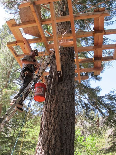 We’ve been toying with the idea of building a treehouse for the boys (and me, who’s kidding who?) for a while and decided this would be the summer.  I don’t generally do things ha… Tree House Plans For Adults, Mini Treehouse, Small Treehouse, Tree Platform, Adult Tree House, Beach Stairs, Treehouse Ideas, Building Types, Building A Treehouse