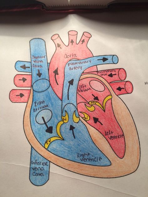 Neet Aesthetic, Medical Study Notes, Biology Diagrams, Science Diagrams, Heart Diagram, Learn Biology, Medical Study, خريطة ذهنية, Biology Projects