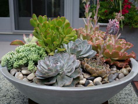 Whether you’re a beginner or a seasoned gardener planting a succulent bowl is easy and fun whilst still allowing you to put your personal spin on it... Succulent Garden Outdoor, Succulent Bowl, Diy Jardin, Succulent Bowls, Succulent Landscape Design, Succulent Garden Indoor, Succulent Garden Design, Succulent Landscaping, Succulent Garden Diy