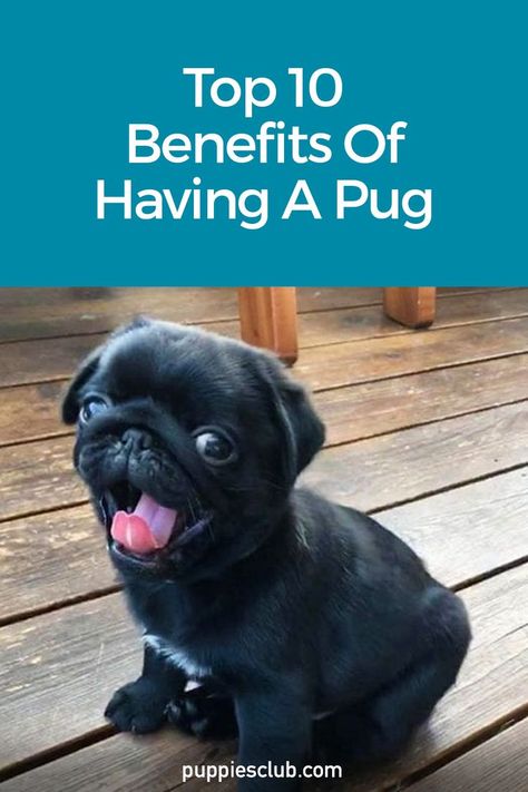 Top-10-Benefits-Of-Having-A-Pug Pug Puppies Funny, Funny Talking Dog, Pug Facts, Pug Dog Puppy, Black Pug Puppies, Baby Pugs, Calm Dogs, A Pug, Dog Facts