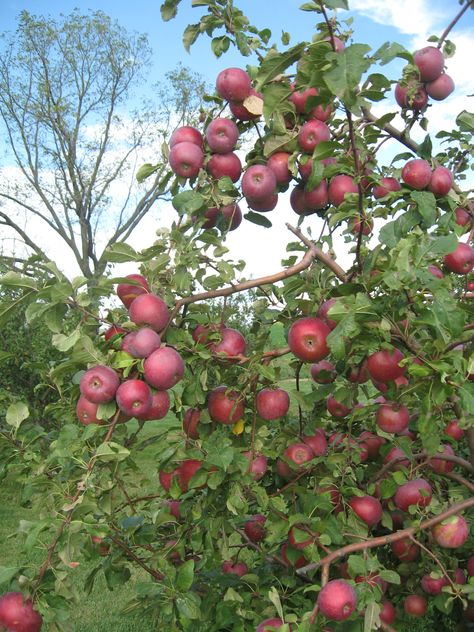 "Ten things to keep in mind when starting a small orchard in Iowa." I met with a young man this afternoon who wants to plant 100 apple trees on his acreage. I invited him to our property this afternoon to go over some basics. I knew I could pass onto him in 30 mi… Plant Fruit Trees, Small Orchard, Fruit Trees Backyard, Tree House Drawing, Apple Plant, Apple Garden, Backyard Gardens, Small Farms, Growing Fruit Trees