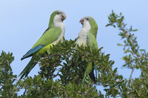 Monk Parakeet (Myiopsitta monachus) Parrot Facts, Quaker Parrot, Monk Parakeet, Parrot Drawing, Parakeet Bird, Talking Parrots, Parrot Cage, Parrot Toys, Small Drawings