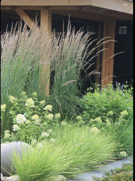 Hydrangea Garden, Grasses Landscaping, Grasses Garden, Modern Garden Design, Have Inspiration, Different Shades Of Green, Garden Care, Ornamental Grasses, Green Garden