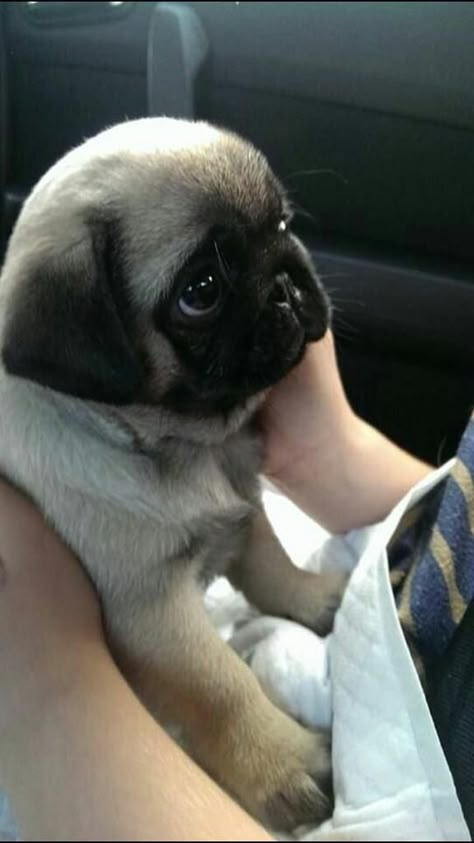 Anjing Pug, Teacup Puppy, Cele Mai Drăguțe Animale, Baby Pugs, Dog Brain, Pug Puppies, Cute Pugs, Pug Love, Cute Creatures