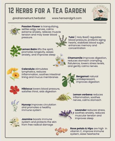 Tea Garden Herbs, How To Identify Herbs, Tea Plants Gardening, Herbal Tea Plants, Plants You Can Make Tea From, Tea Plants Garden, Tea Garden Plants Design, Plants For Tea Garden, Begginer Garden Plants